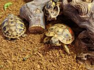 Junge griechische Landschildkröten - Oelde Zentrum