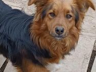 Junghund Jado sucht liebe Menschen - Neuhausen (Fildern)