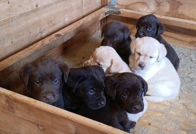 Labrador Welpen, reinrassig, in schoko und creme