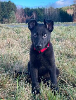 Schäferhund (Weibchen) Lune - Selb Zentrum