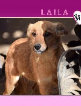 ☺️LAILA - HÄTTE SO GERNE EINE FAMILIE - Alfeld (Leine)