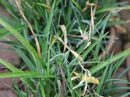 Tillandsia - Mörfelden-Walldorf