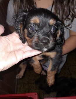 Cavalier King Charles Spaniel Welpen weiblich abgabereit - Pfaffenhofen (Ilm)