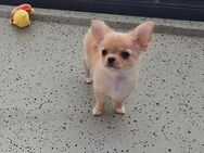 Verkaufe: Chihuahua Mini Langhaar Weibchen - Berlin