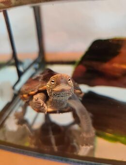 Wasserschildkröten, Chinesische Dreikielschildkröten - Salzgitter