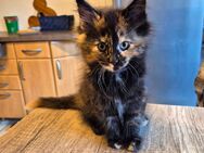 MaineCoon Kitten - Lotte