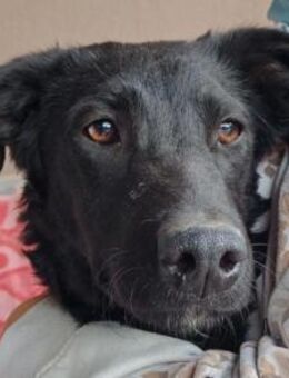 MILA💖verspielte Schnute mit Charme - Hamburg