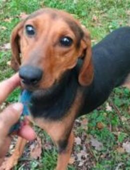 Furia - noch unsicheres Hundemädchen - Würzburg