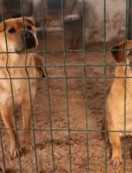 Sharky, ein toller Shar Pei Rüde wartet. - Köln