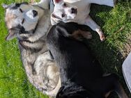 Hunde Welpe : Elisa, Schmusemaus, Französischer Bulldogenmix, Katzen Liebhaberin - Dortmund