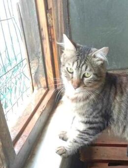 CAKIR & TOPRAK - auch Einzelvermittlung - Kempen