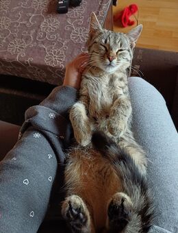 6 Monate Kätzchen (W) als Zweitkatze abzugeben - Werdohl