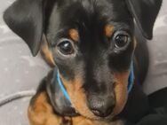 Zwergpinscher welpe - Krombach (Bayern)