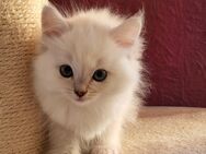 Zauberhafte Ragdoll-Kätzchen suchen liebevolle Zuhause! - Neustadt (Weinstraße)