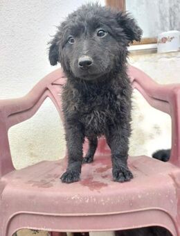 💙Momo💙 sucht ein schönes Zuhause - Freilassing