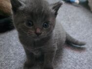 Ein Siam- Perser- Mix Kitten geboren am 07.04.2025 - Luckau