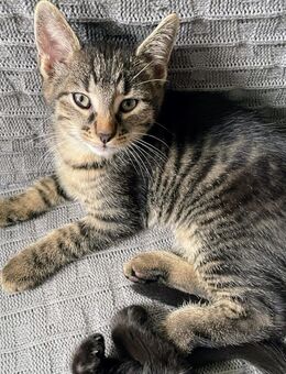 Katzen abzugeben - Lohra