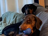 Dobermann 8 Monate 1 Weibchen und 1 Rüde - Fuldatal