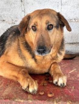 Nelli - Pflegestelle oder Zuhause gesuch - Oberwies