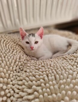 Kitten weiß kater sucht ein zuhause - Uelzen