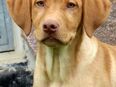 Labrador Rüde "Usher" mit ausdrucksstarken Augen ist wieder auf der Suche nach einer Familie mit Ahnentafel in 36124
