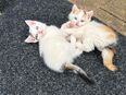 Katzen Babys abzugeben in 74613