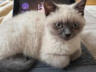 British Kurzhaar - Bluepoint Hauskatze - Münster