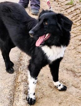 ❤️Finja jung & voller Lebensfreude... - Eutingen (Gäu)