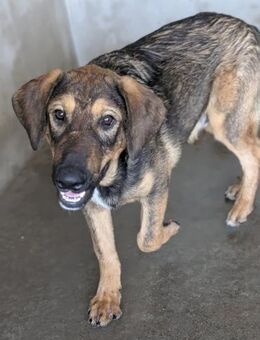 Schmusebacke Mexx 🩵 wartet auf Euch - Wettenberg