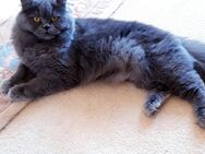 Katze weibchen 1, 7 jahre alt perser bkh - Berlin