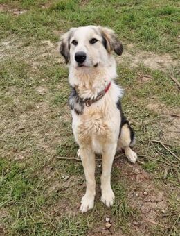 Leos Herrchen musste ihn verlassen - Mettmann