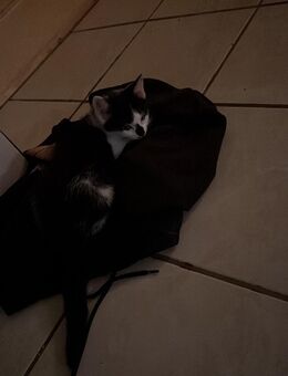 Babykitten - Schwalbach