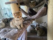 Bkh kitten 11 Stück abgabebereit - Oberndorf (Neckar)