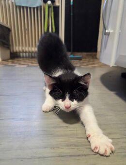 Kitten Weibchen abzugeben - Großenkneten