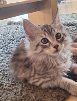 Maine Coon Kater - Bad Laer