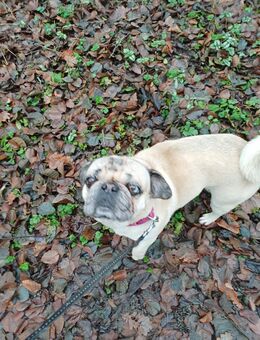 Sportmops - Schwarzach (Baden-Württemberg)