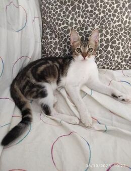 Fritzi aus dem Tierschutz - Grevenbroich