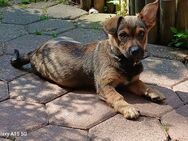 Boomer - Gelsenkirchen