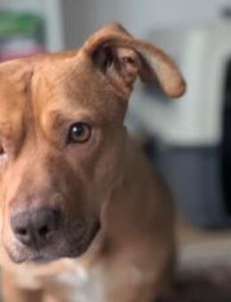 Wer schenkt Camelia ein Zuhause? - München