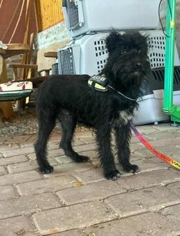 Aramis möchte entdeckt werden - Nordwalde