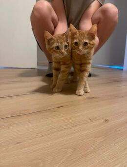 Süße Kitten abzugeben - Pfarrkirchen Zentrum