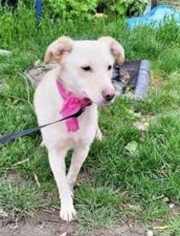 Verspielte - Safira - sucht dringend... - Kempen