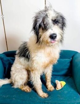 PUH braucht mehr Glück - Augsburg