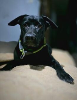 RONY besondere Adoption! - Gelnhausen