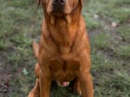 Labrador Deckrüde Foxred - Molbergen