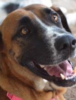 Greta möchte wieder ein Zuhause - Freigericht