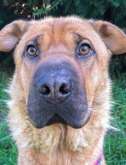 Shari - ruhiges Gemüt - Obertshausen