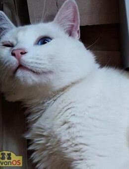 NIEVE Tauber FIV-Kater - Bad Camberg