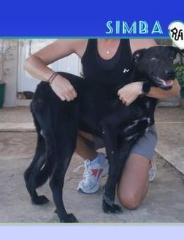 Simba - hofft auf ein Happy End! - Alfeld (Leine)