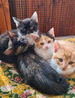 Kätzchen Kidden Katzenkinder - Burgstädt